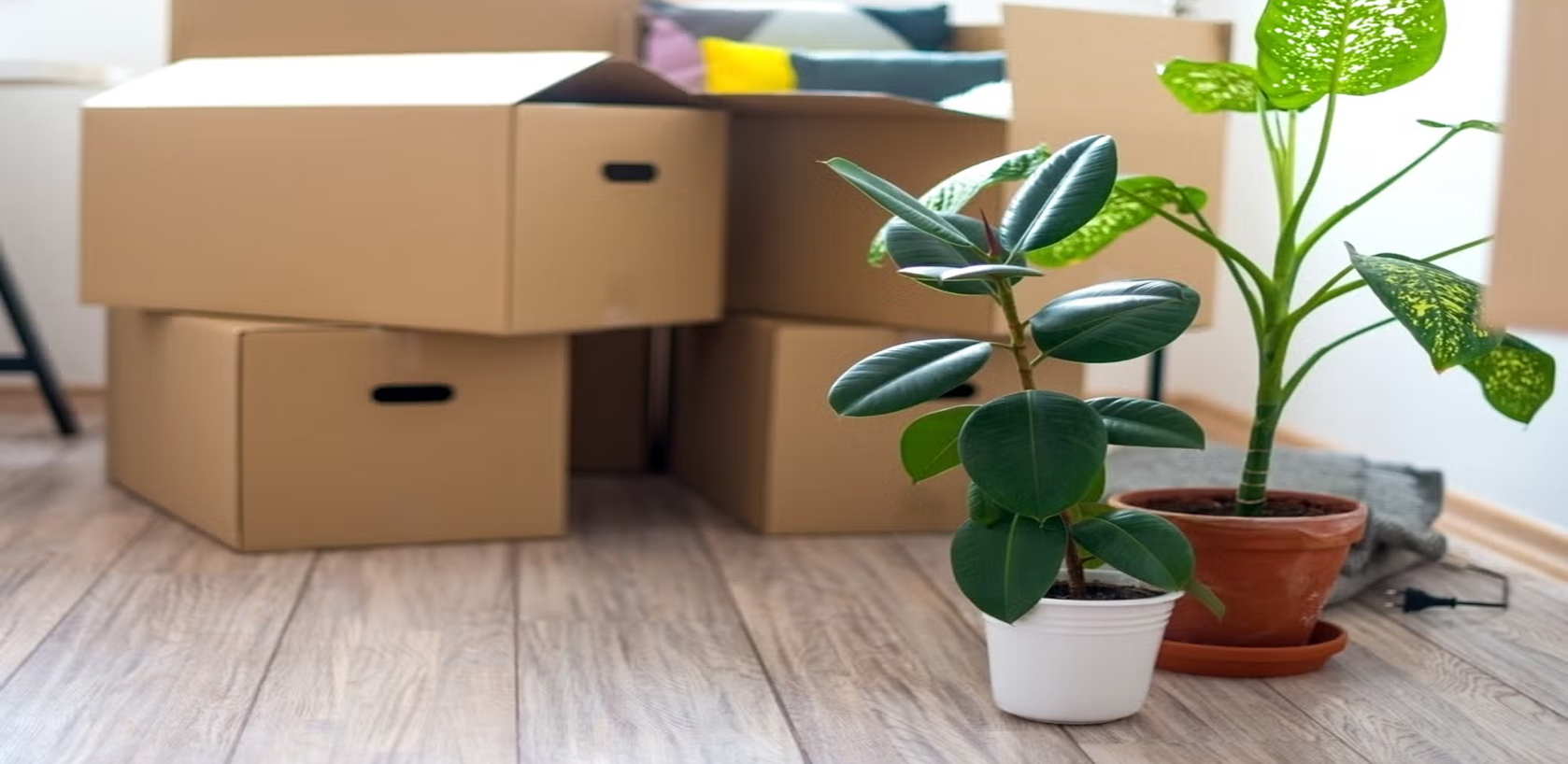 What you Need to Know about Moving Plants