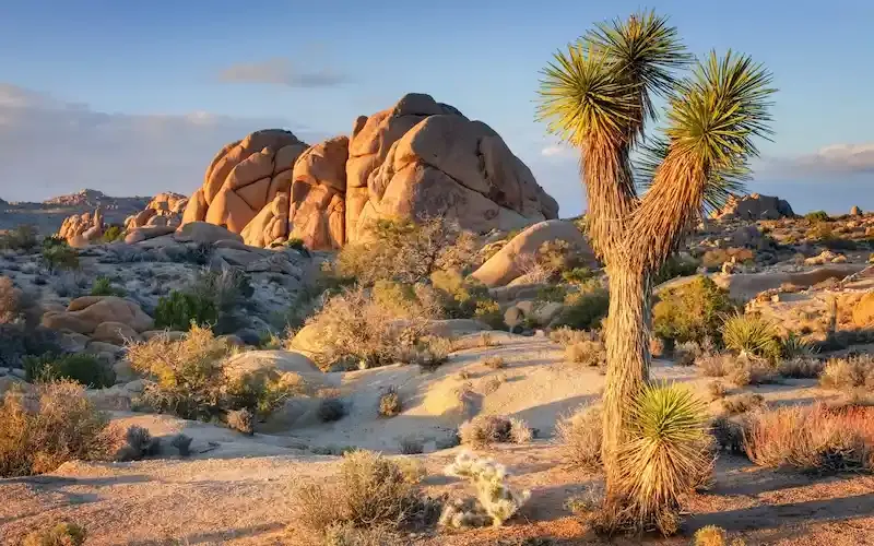 Joshua Tree, California