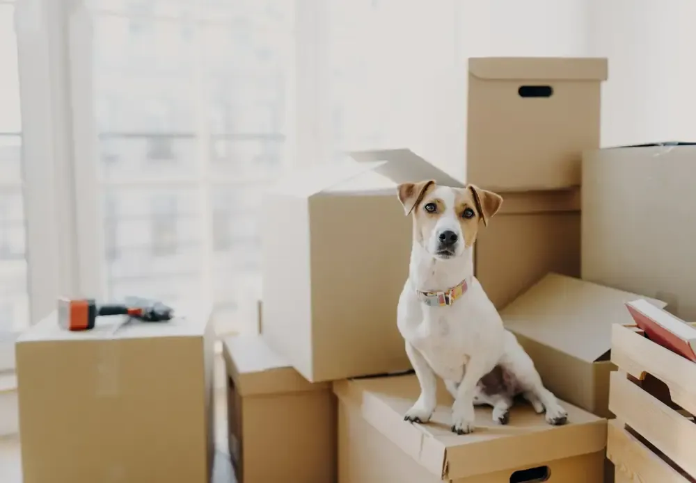 Moving With Pets: Ensuring a Safe and Comfortable Journey
