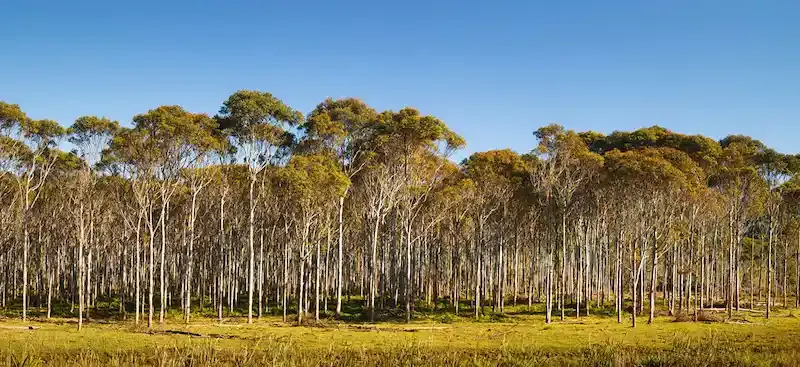 Eucalyptus Hills, California